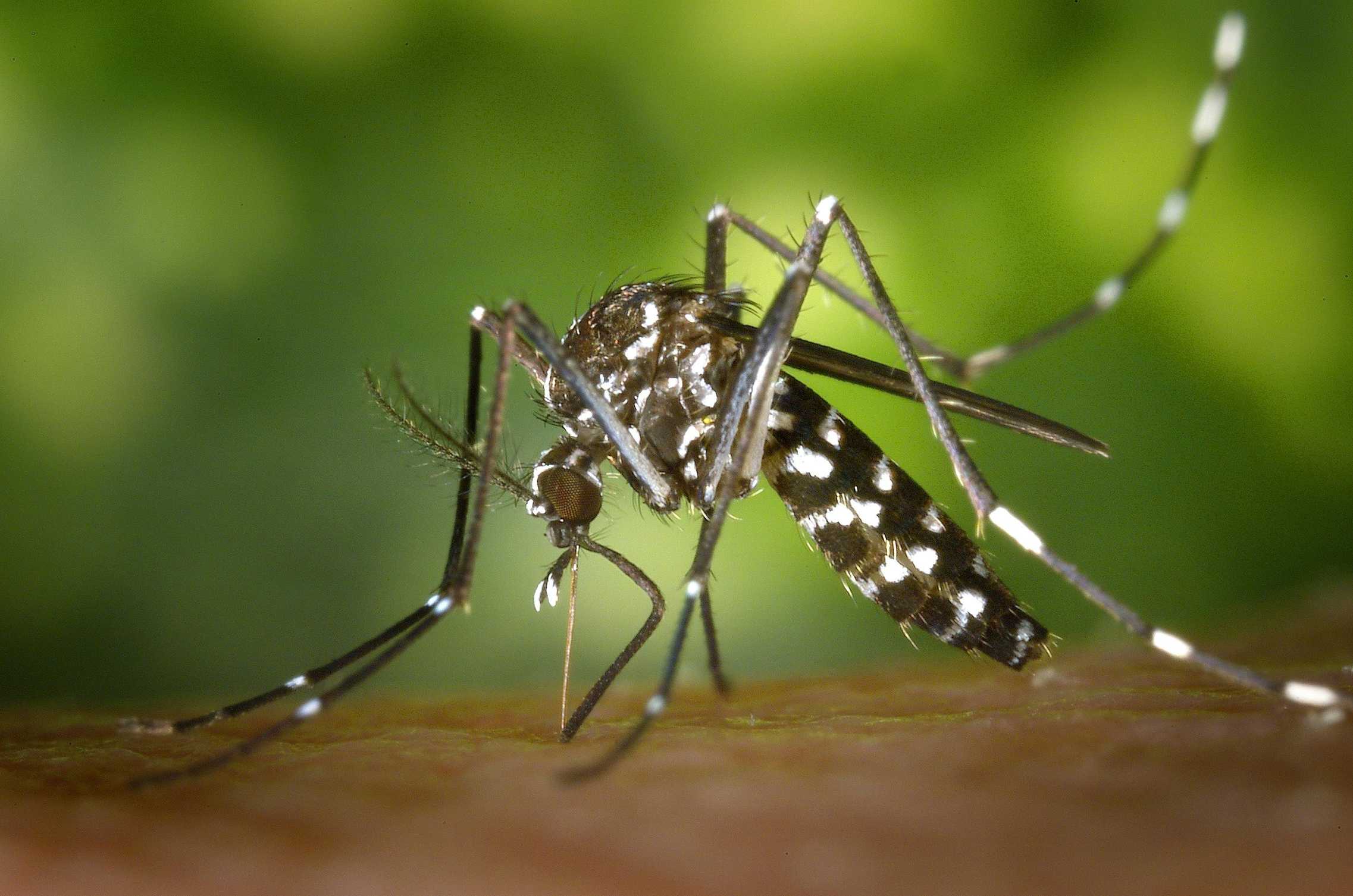 Mosquito Aedes aegypti transmissor da Dengue em destaque macro.